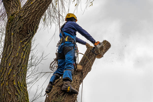 The Steps Involved in Our Tree Care Process in Innovation, VA